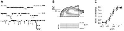 Stochasticity Versus Determinacy in Neurobiology: From Ion Channels to the Question of the “Free Will”